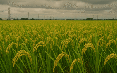 Japan’s Rice Turmoil: Soaring Prices, Shrinking Supplies, and Political Fallout Japan's Rice Turmoil Soaring Prices, Shrinking Supplies, and Political Fallout